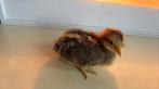 Cream legbar kuikens, Dieren en Toebehoren, Pluimvee, Meerdere dieren, Kip