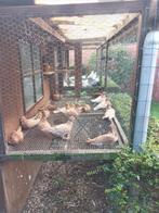 Kleurpostduiven, Dieren en Toebehoren, Meerdere dieren, Postduif