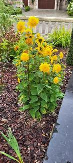 Verschillende soorten tuinplanten, Ophalen, Volle zon, Vaste plant, Siergrassen