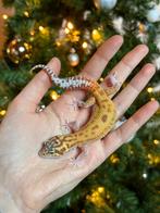 Raptor luipaardgekko vrouw, Dieren en Toebehoren, Hagedis, Tam, 0 tot 2 jaar