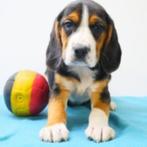 Beagle - Belgische puppy's te koop, CDV (hondenziekte), Meerdere, 8 tot 15 weken, Meerdere dieren