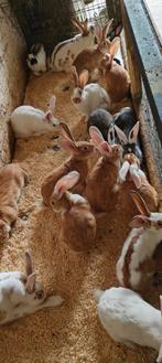 Duitse reuzen, Dieren en Toebehoren, April