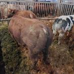 Dekstieren, Dieren en Toebehoren