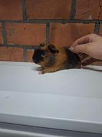 Jonge tamme cavia's, vrouwen