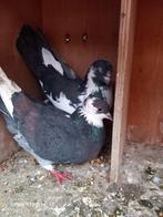 3 iraanse hoogvliegers, Plusieurs animaux, Autres espèces