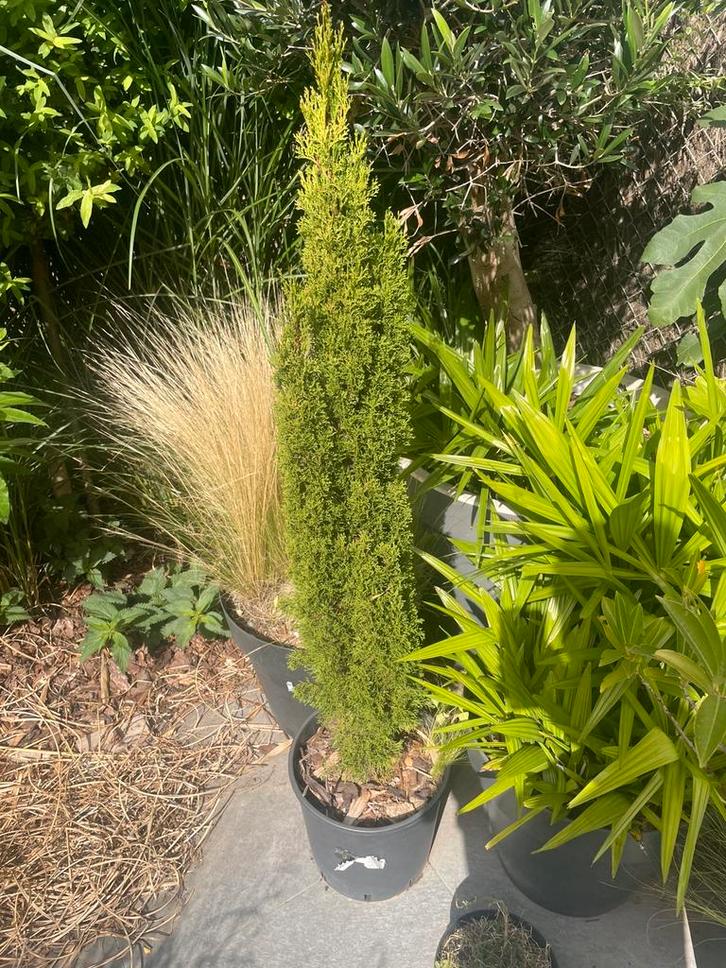 Diverse planten/palmen/olijfboom te koop, Tuin en Terras, Planten | Tuinplanten, Vaste plant, Overige soorten, Halfschaduw, Zomer