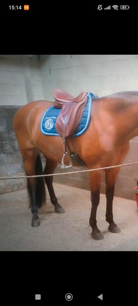 WOW dressurzadel, Dieren en Toebehoren, Paarden en Pony's | Zadels, Gebruikt, Dressuur, Ophalen