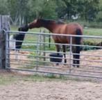 draver, Dieren en Toebehoren