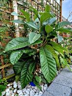Fruit boom Nespera loquat, Ophalen