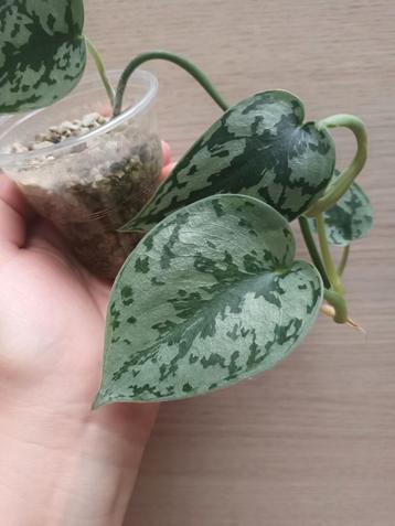 Scindapsus silver lady  beschikbaar voor biedingen