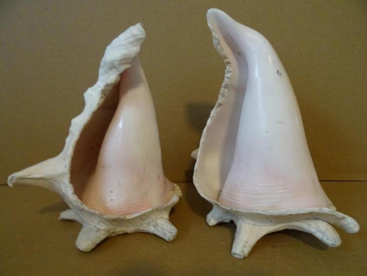 Set grote schelpen beelden 17,5cm + 19cm vintage schelp, Antiek en Kunst, Curiosa en Brocante, Ophalen of Verzenden