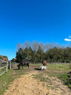 Plek aangeboden paddock paradise, Dieren en Toebehoren, Weidegang, 1 paard of pony