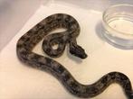 Boa Constrictor, Serpent, 0 à 2 ans