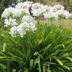 Agapanthus Albus Africanus, Ophalen, Vaste plant