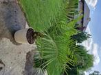 Phoenix canariensis, Tuin en Terras, Bloeit niet, 100 tot 250 cm, Palmboom, Ophalen
