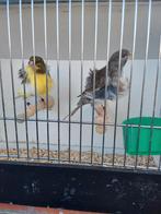 Kanaries (De blauw-witte is gereserveerd voor Peter)