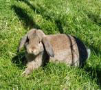 Hangoortjes. Hangoor., Dieren en Toebehoren, Hangoor