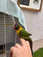 Agapornis personata handopfok wildkleur te reserveren, Dieren en Toebehoren, Vogels | Parkieten en Papegaaien, Meerdere dieren
