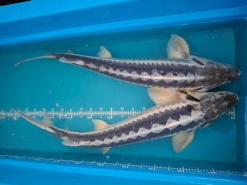 Grote "zebra" diamantsteuren nu aan actieprijs beschikbaar voor biedingen