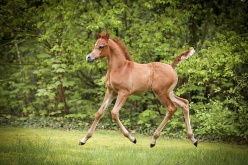 Arabisch Volbloed Hengstje, Dieren en Toebehoren, Pony's, Hengst, Niet van toepassing, 0 tot 2 jaar, Met stamboom, Gechipt, Ontwormd
