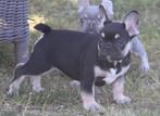 Franse Bulldog pup Lionheart’s Brutus , goed opgevoed, Dieren en Toebehoren, Honden | Bulldogs, Pinschers en Molossers, België