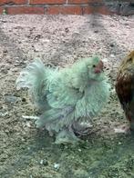 Koppeltje zijdehoenders, Dieren en Toebehoren, Pluimvee, Meerdere dieren, Kip