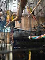 2 x Pyrrhura, Geslacht onbekend, Geringd