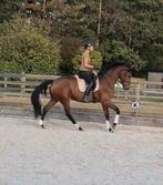 Knappe 3 jarige dressuur merrie (Zoom In x Fürstenball), Dieren en Toebehoren, Merrie