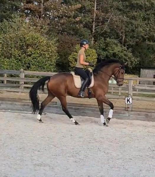 Knappe 3 jarige dressuur merrie (Zoom In x Fürstenball), Dieren en Toebehoren, Paarden, Merrie