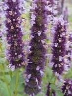 Agastache Black Adder, Jardin & Terrasse, Plantes | Jardin, Enlèvement, Mi-ombre