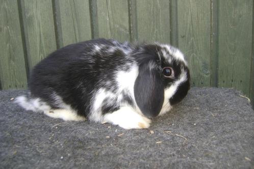 Nederlandse Hangoor, Dieren en Toebehoren, Konijnen, Dwerg, Mannelijk, Hangoor