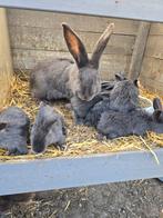 Blauwe vlaamse reuzen, Dieren en Toebehoren