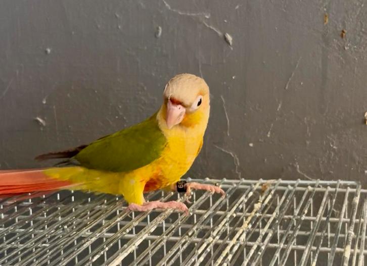 Jonge mannelijke Molina's parkiet (Pyrrhura), Dieren en Toebehoren, Vogels | Parkieten en Papegaaien, Papegaai, Mannelijk, Tam