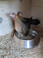 Hollandse kriel, Dieren en Toebehoren, Pluimvee