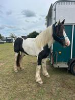 Verzorgster/bijrijder gezocht, Dieren en Toebehoren, Paarden