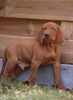 Vizsla, Dieren en Toebehoren, België, CDV (hondenziekte), 8 tot 15 weken, Meerdere