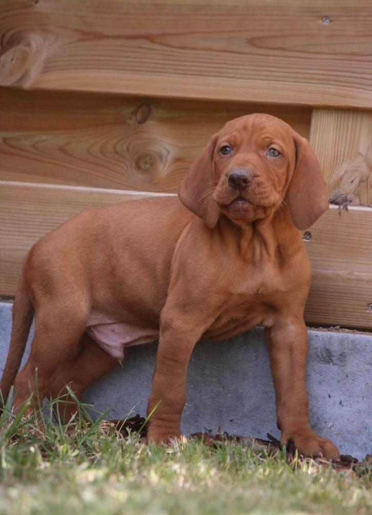 Vizsla, Dieren en Toebehoren, Honden | Retrievers, Spaniëls en Waterhonden, Reu, Overige rassen, Fokker | Professioneel, Meerdere