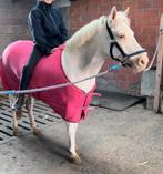 B pony merrie leermeester, Dieren en Toebehoren, Paarden, Springpaard, Minder dan 160 cm, L, 11 jaar of ouder