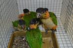 Zwartkop en Roestkopcaique`s-papegaaien jong-tam, Dieren en Toebehoren, Geslacht onbekend, Papegaai, Geringd