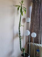 Grote vetplant 130 cm + pot 17 cm meerdere scheuten, 100 tot 150 cm, Ophalen of Verzenden, In pot, Groene kamerplant