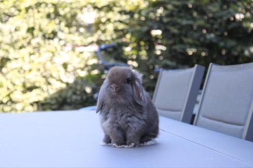 Minilop rammetje, Dieren en Toebehoren, Konijnen, Dwerg, Mannelijk, 0 tot 2 jaar, Hangoor