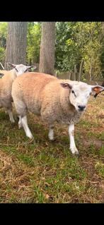 Ram, Dieren en Toebehoren, Schapen, Geiten en Varkens