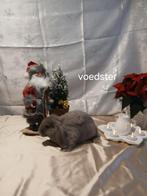 Konijnen, Dieren en Toebehoren, Konijnen, Meerdere dieren, Middelgroot, Hangoor, 0 tot 2 jaar