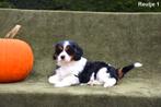 Magnifique chiot Cavalier Cross, Taille moyenne, Plusieurs, Parvovirose, Belgique