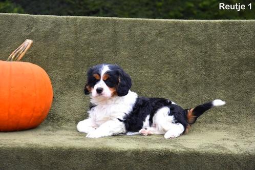 Magnifique chiot Cavalier Cross, Animaux & Accessoires, Chiens | Sans pedigree, Taille moyenne, Plusieurs animaux, Éleveur | Professionnel