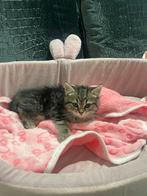 Kittens Halve britse korthaar, Poes, Kortharig, 0 tot 2 jaar