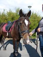 Pony te koop, Dieren en Toebehoren, Ophalen of Verzenden, Zo goed als nieuw