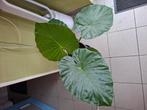 Alocasia Macrorrhiza, Maison & Meubles, Plantes d'intérieur, Enlèvement