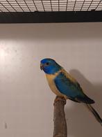 Perruches splendides 2025, Plusieurs animaux, Perruche, Bagué