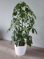 Kamerplant MET buitenpot, Ophalen